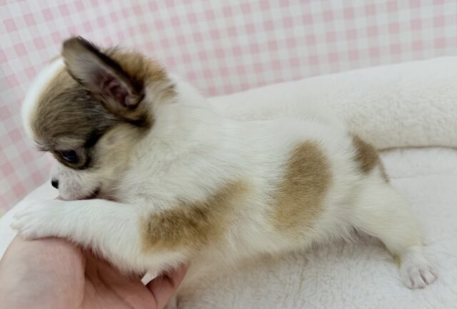 最新📷激かわ!ロングチワワの女の子❤︎ チワワ