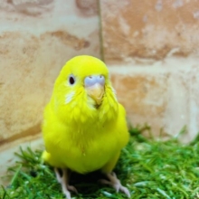 ヒヨコそっくり⁉️ セキセイインコ(ルチノー)