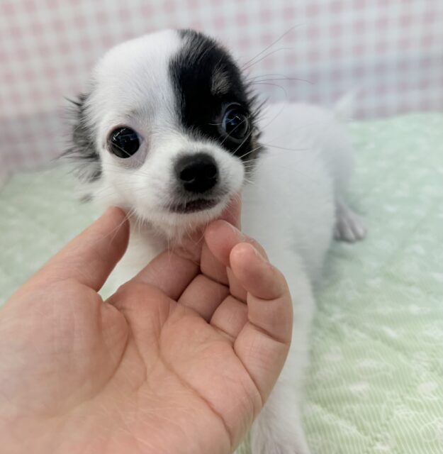 チワマル（マルチワ）