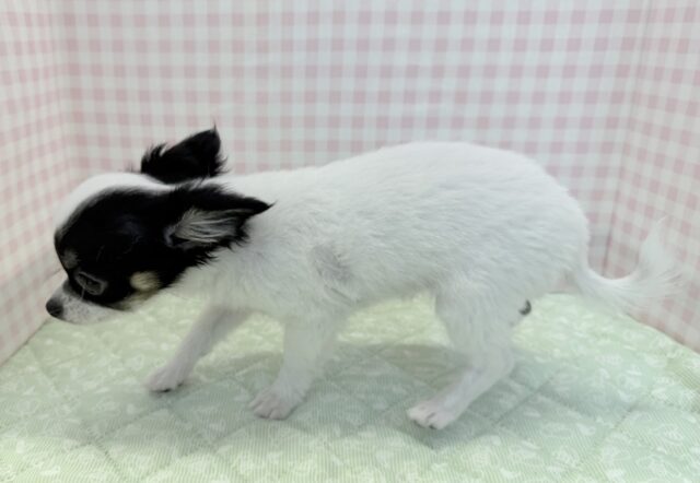 チワマル（マルチワ）