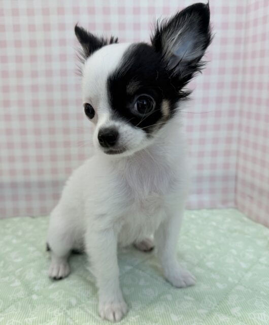 チワマル（マルチワ）