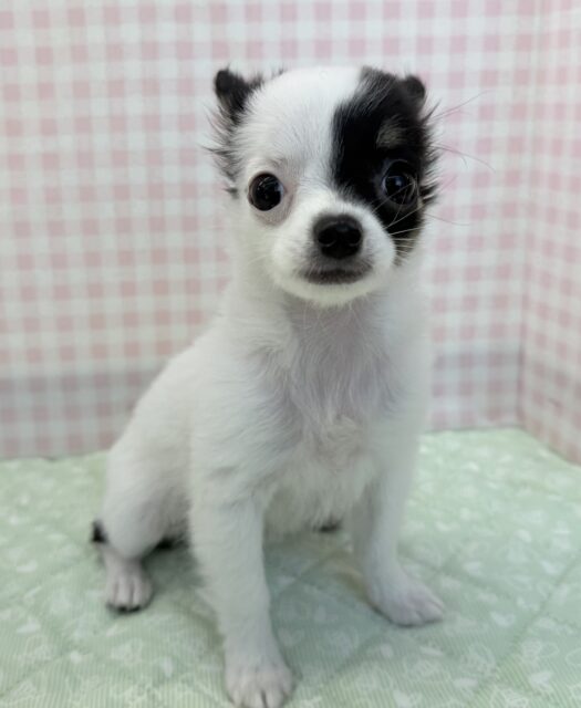 チワマル（マルチワ）