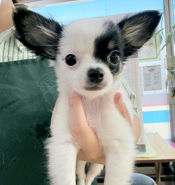 チワマル（マルチワ）