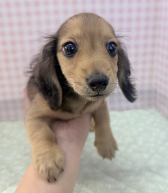 ミニチュアダックス