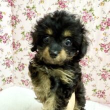 ハーフ犬（トイプードル✖️チワワ）女の子♫珍しカラーのチワプーちゃん🩷