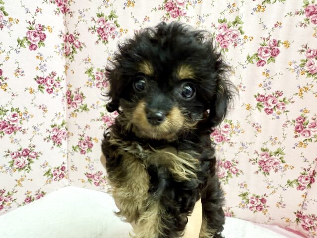 ハーフ犬（トイプードル✖️チワワ）女の子♫珍しカラーのチワプーちゃん🩷