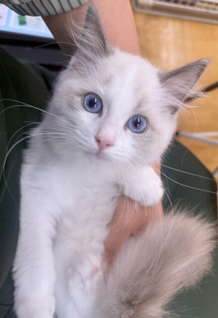 最新📷美猫降臨!ラグドールの女の子! ラグドール