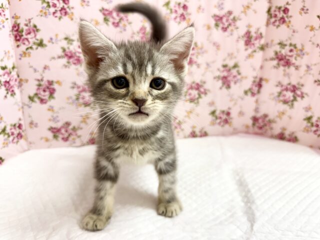 アメリカンショートヘア