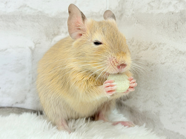 キュートフェイス♡デグー(サンド) 男の子