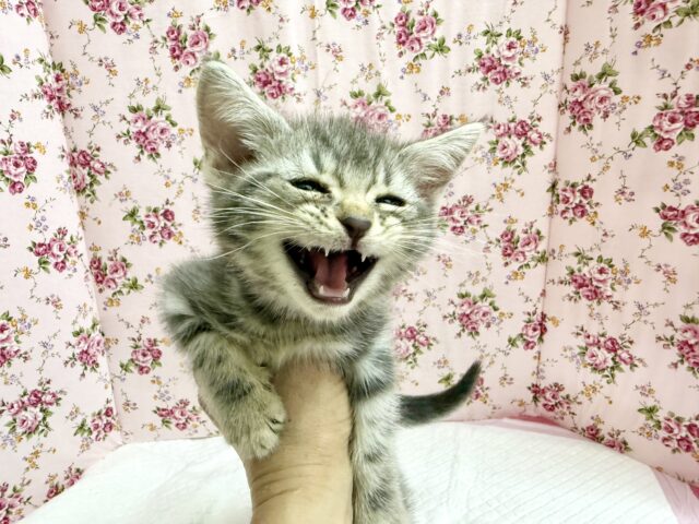 アメリカンショートヘア