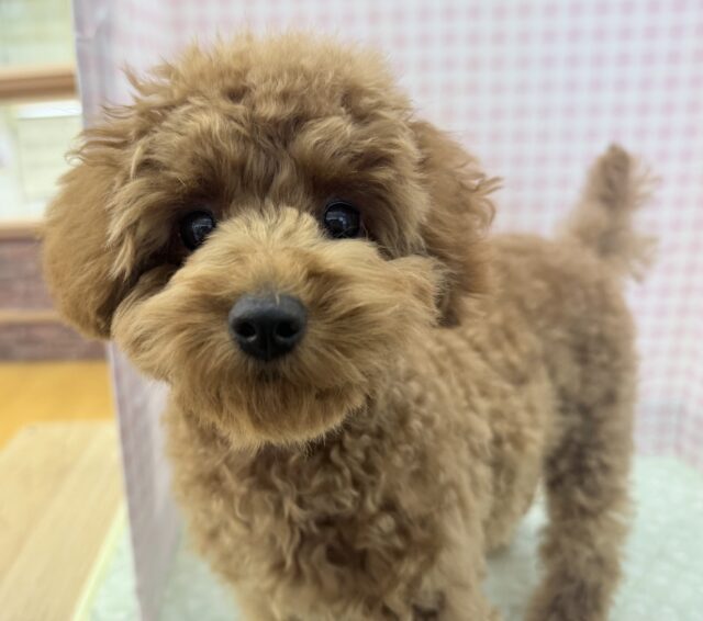 トイプードル