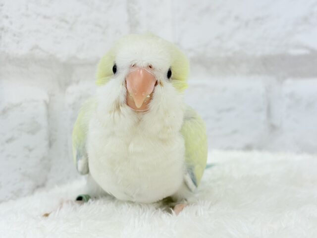 オキナインコ