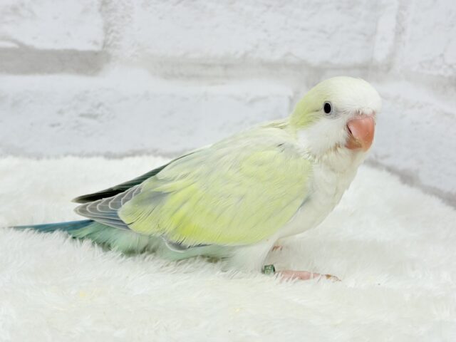 オキナインコ