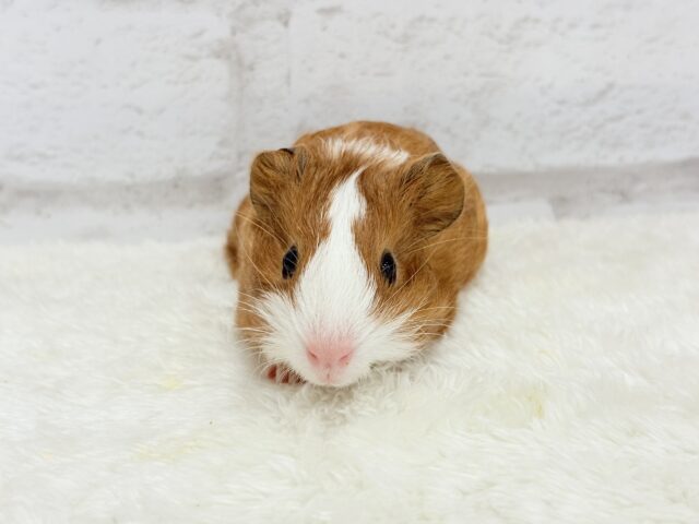 イングリッシュモルモット