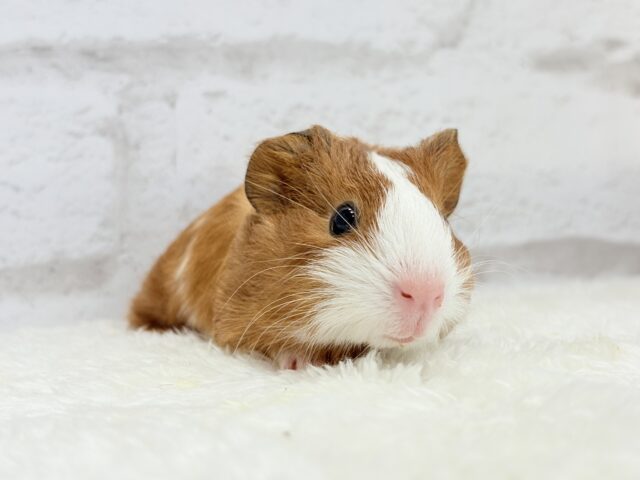 イングリッシュモルモット