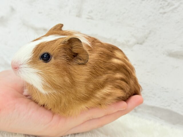 イングリッシュモルモット