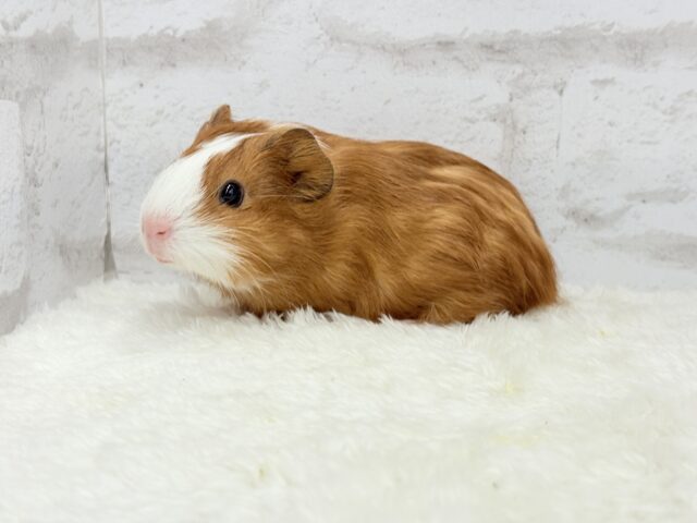 イングリッシュモルモット