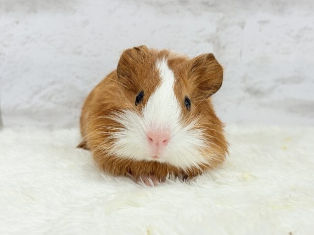 イングリッシュモルモット