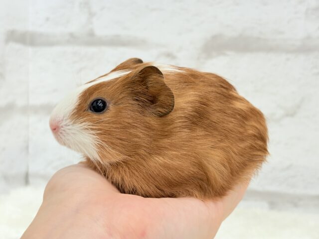 イングリッシュモルモット