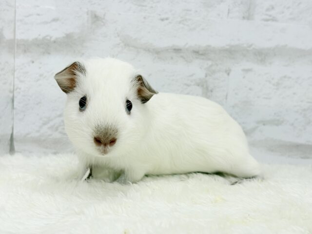 ロシアンモルモット