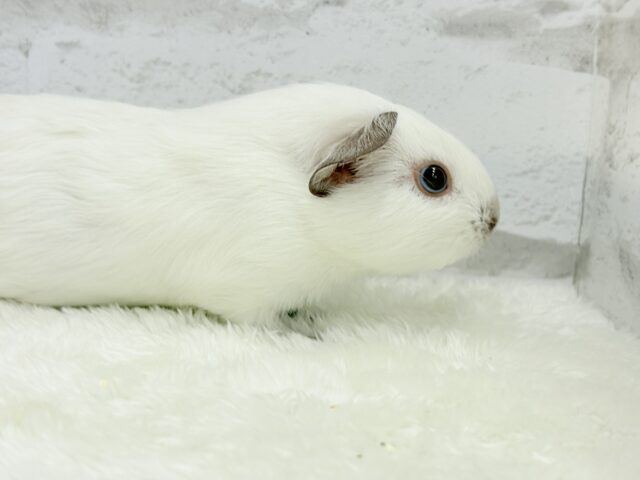 ロシアンモルモット