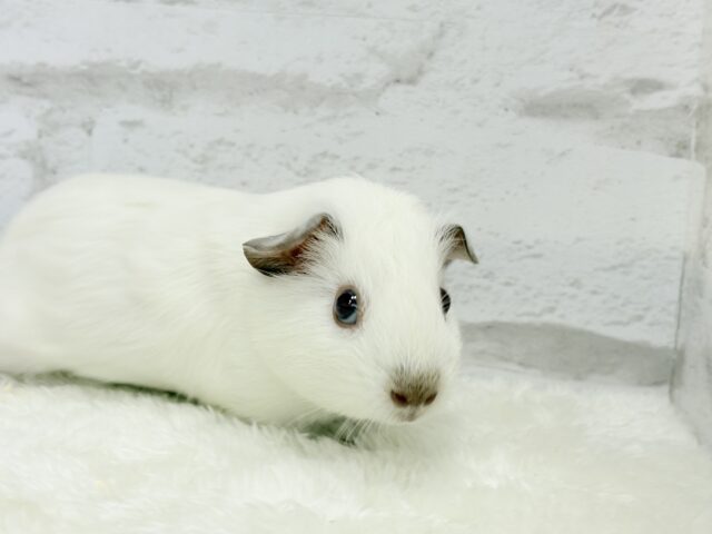 ロシアンモルモット