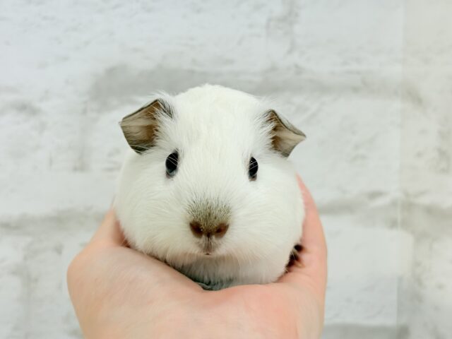 ロシアンモルモット