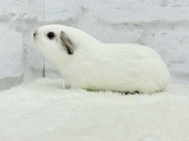 ロシアンモルモット