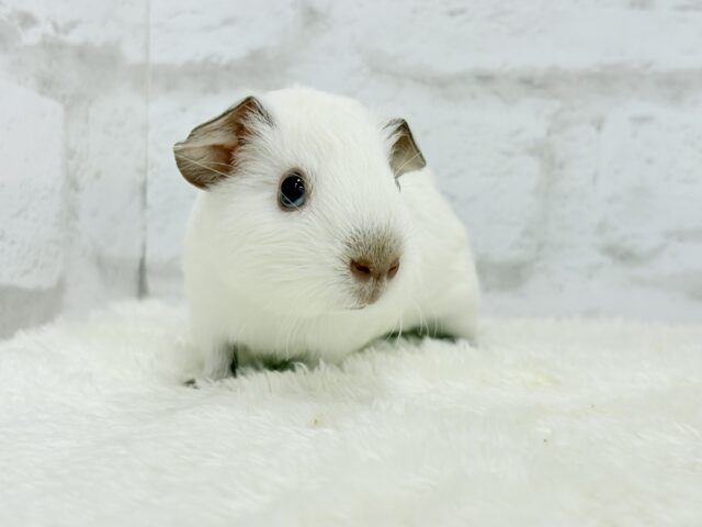 ロシアンモルモット