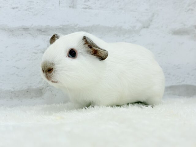 ロシアンモルモット