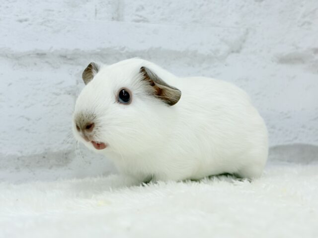 ロシアンモルモット