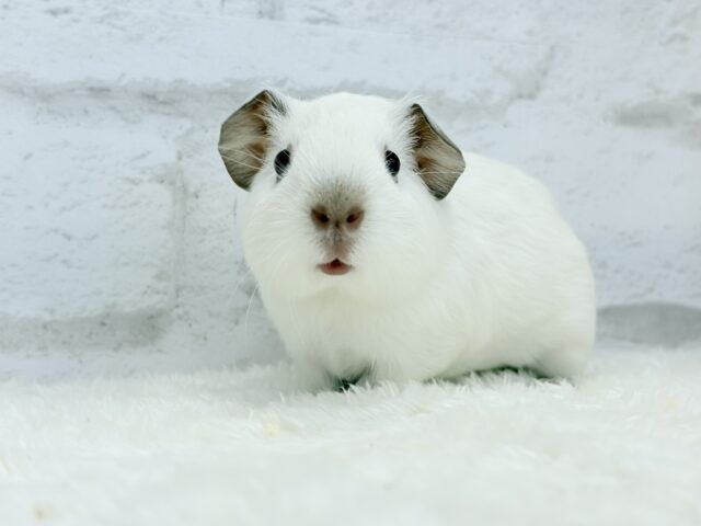 ロシアンモルモット