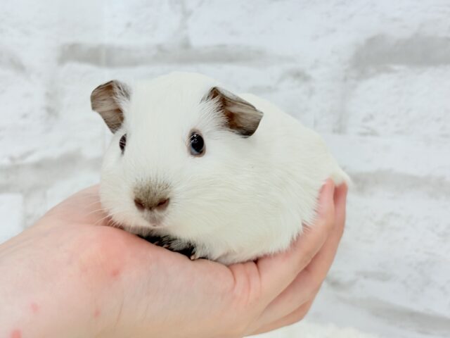 ロシアンモルモット