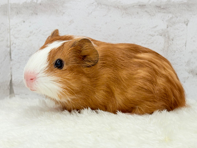 ベビーキュートフェイス🐹💖イングリッシュモルモット 女の子