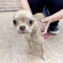 最新画像📸ロングコートチワワ（チョコレート&フォーン）女の子♪うれションしちゃうくらい全身くねくね🤭