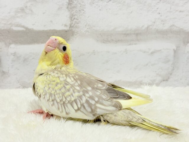 【最新画像更新🪄】背中のパール模様が魅力的🐣🫧オカメインコ(シナモンパールパイド) ヒナ オカメインコ