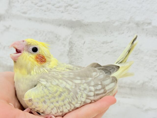 【最新画像更新🪄】背中のパール模様が魅力的🐣🫧オカメインコ(シナモンパールパイド) ヒナ オカメインコ