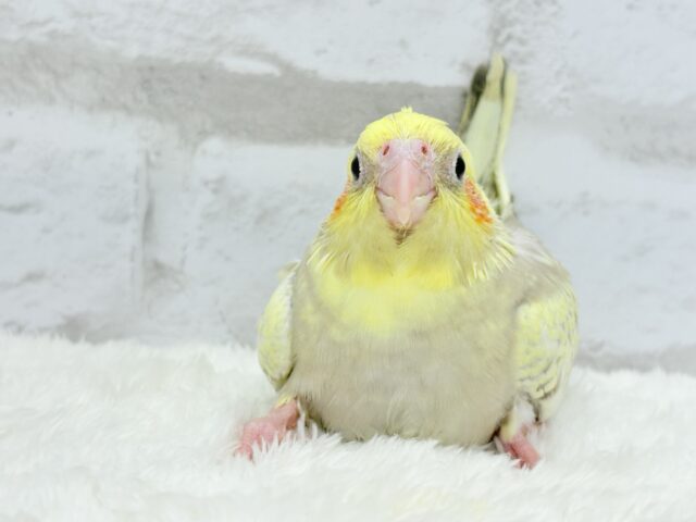 【最新画像更新🪄】背中のパール模様が魅力的🐣🫧オカメインコ(シナモンパールパイド) ヒナ オカメインコ