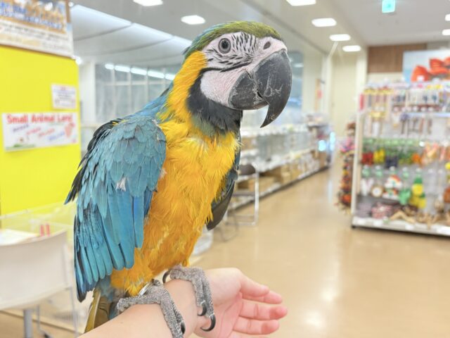 ルリコンゴウインコ