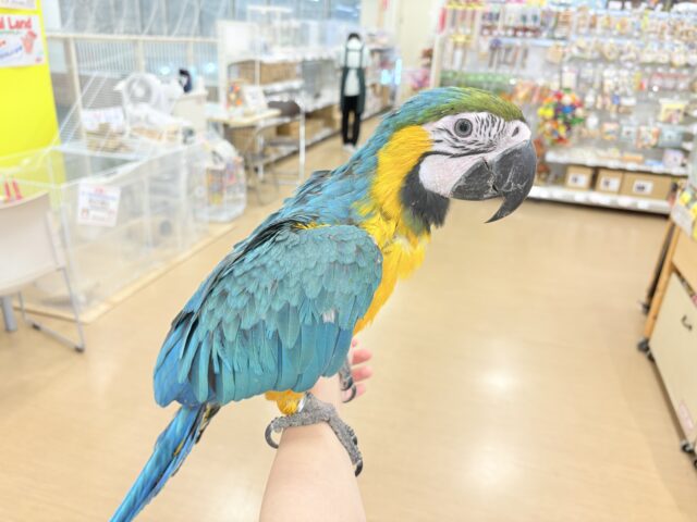 ルリコンゴウインコ