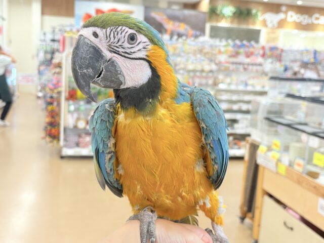 ルリコンゴウインコ