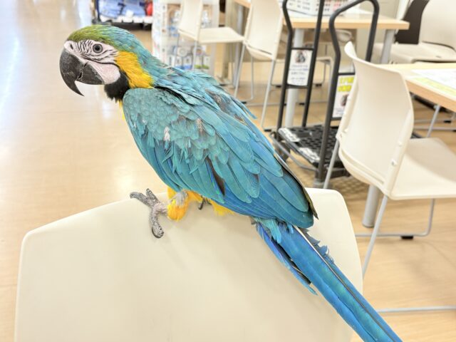 ルリコンゴウインコ
