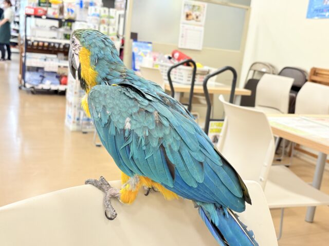 ルリコンゴウインコ
