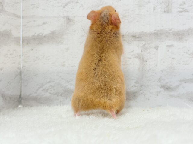 ゴールデンハムスター