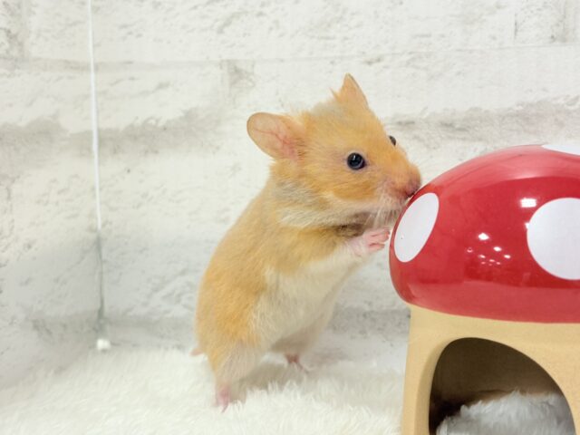 ゴールデンハムスター