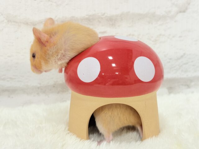 ゴールデンハムスター