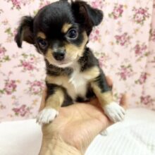 ハーフ犬（ミニチュアダックス✖️チワワ）女の子♪もちもちボディがたまらない💕