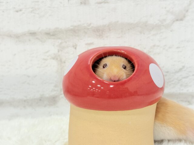 ゴールデンハムスター