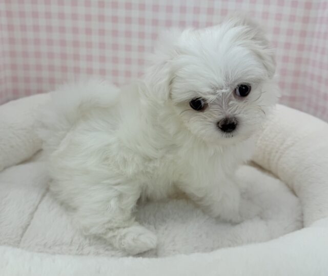 最新📷純白✨マルチーズの女の子😍 マルチーズ
