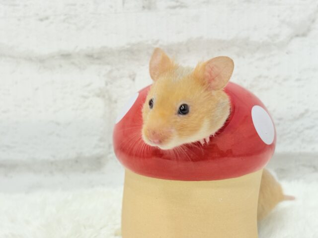 ゴールデンハムスター